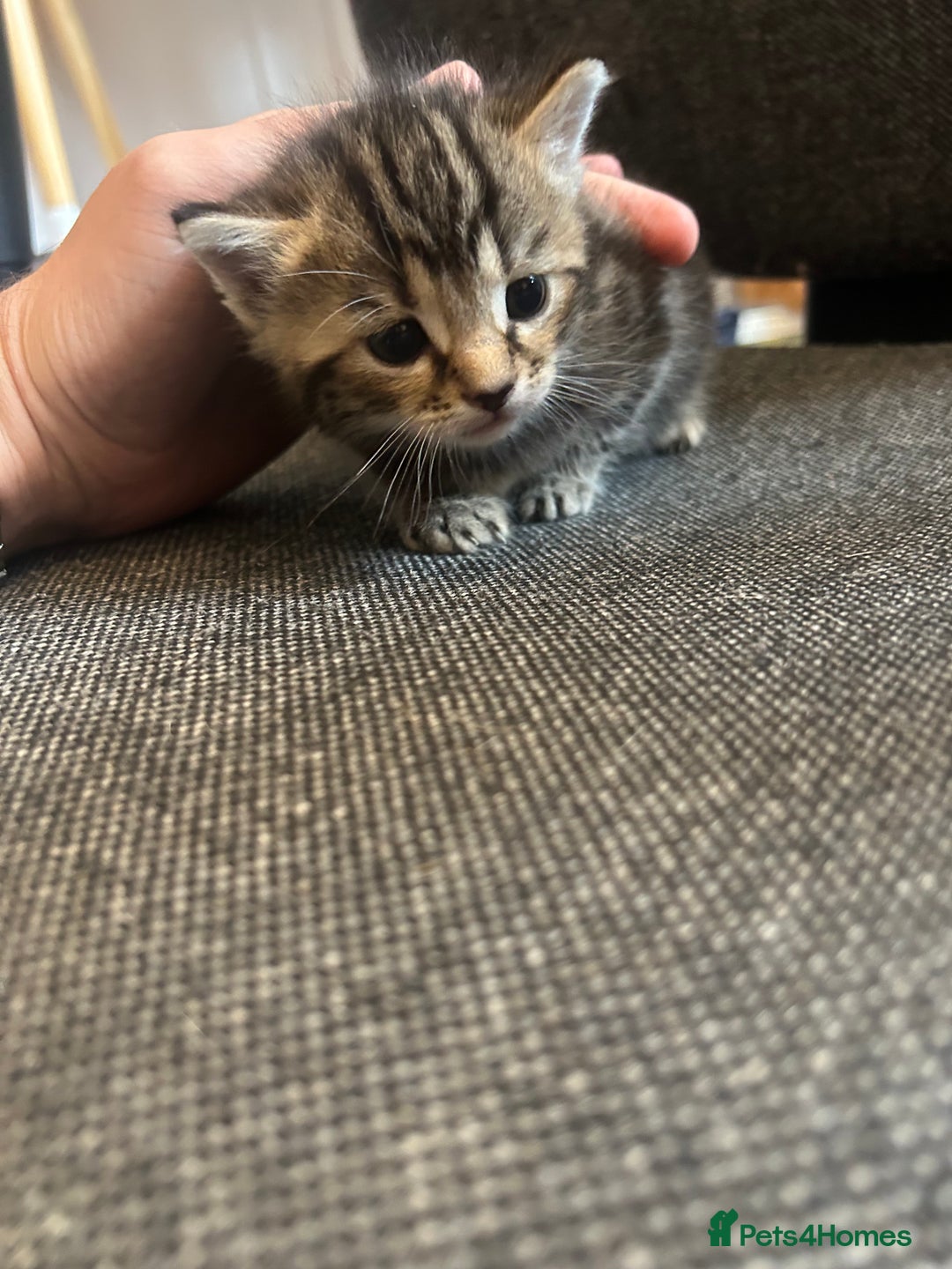 Mixed Breed cats for sale: ✨ Kittens for Sale ✨ - Image 3