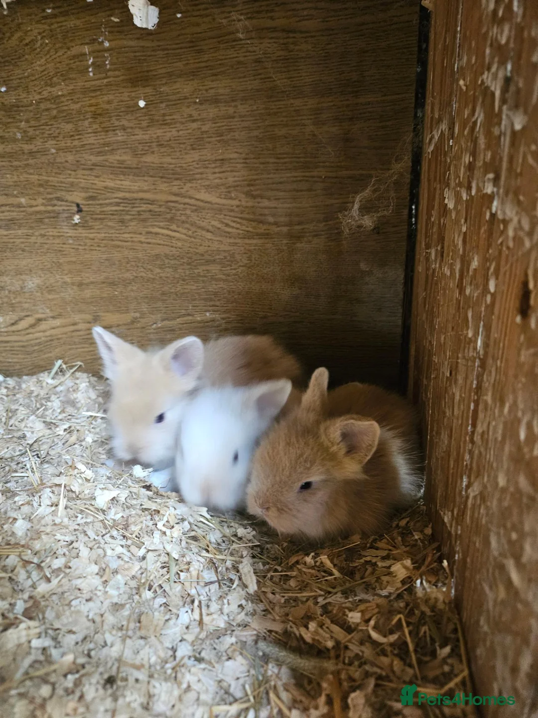 Lionhead rabbits for sale: Lionhead babies  - Advert 2
