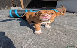 Olde English Bulldogge dogs for sale: READY TO GO, 5 left! - OEB Puppies NEBBR ✅ 3rd Gen - Image 2