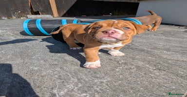 Olde English Bulldogge dogs - Advert 9