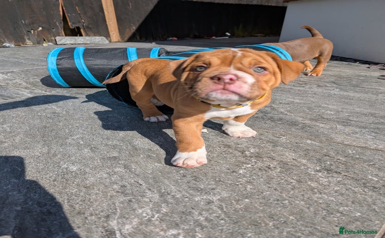 Olde English Bulldogge dogs - Advert 1