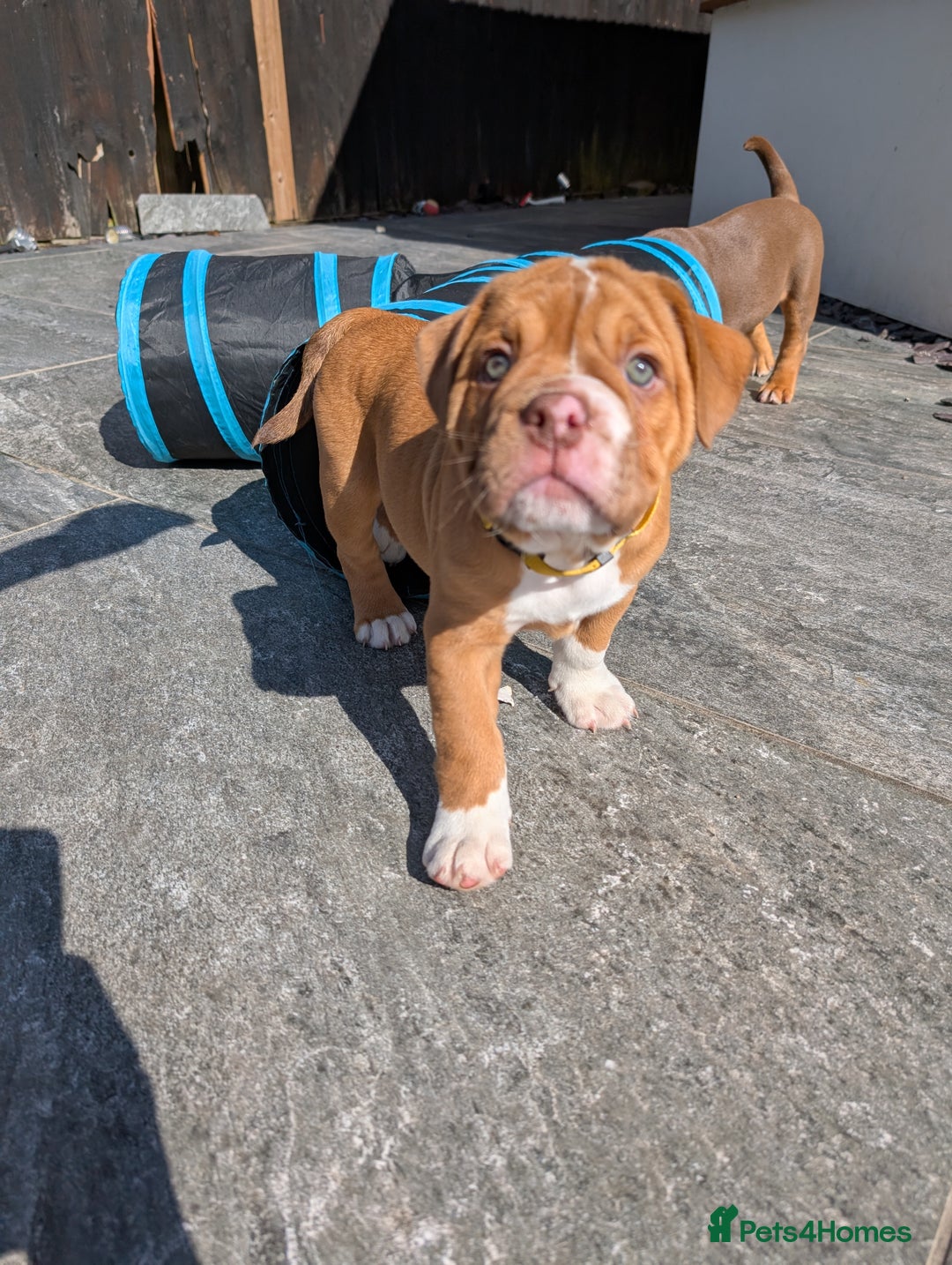 Olde English Bulldogge dogs for sale: READY TO GO, 5 left! - OEB Puppies NEBBR ✅ 3rd Gen - Image 2