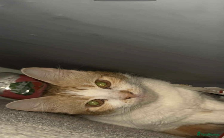 British Longhair cats - Advert 3
