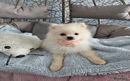 Pomeranian dogs for sale: 1 cream sable Pomeranian puppy. - Image 13