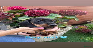 Miniature Dachshund dogs - Advert 4