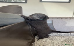 Mixed Breed dogs for sale: Bedlington Terrier whippet mix - Image 8