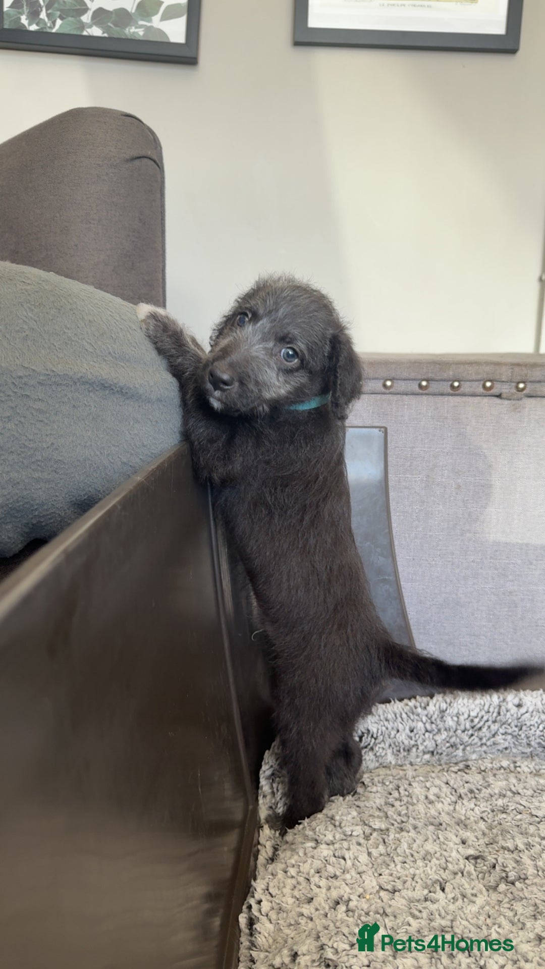 Mixed Breed dogs for sale: Bedlington Terrier whippet mix - Image 8