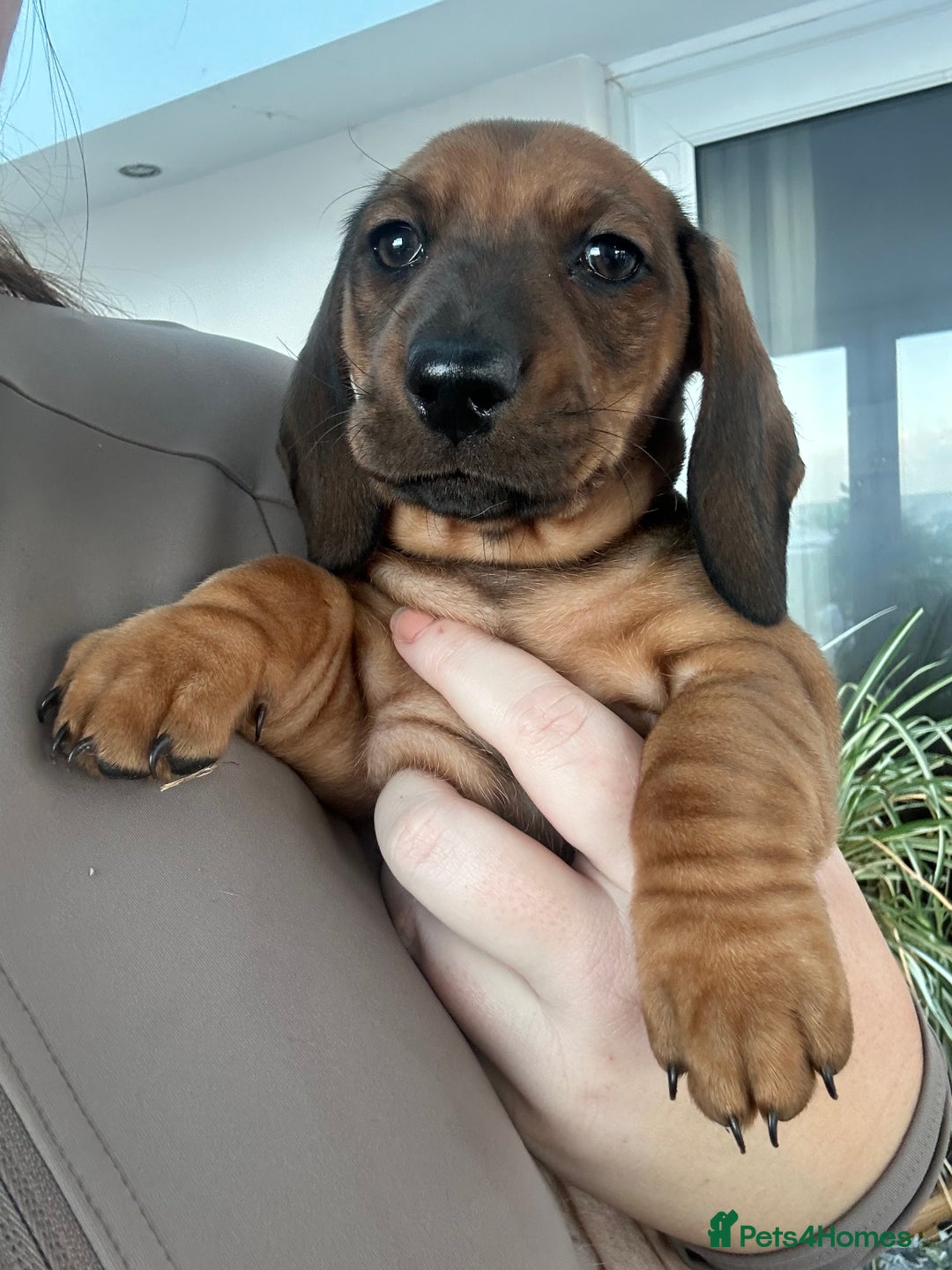 Dachshund dogs for sale: 3x Dachshund Puppies - Advert 2