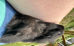 Guinea Pig rodents for sale: Handsome Swiss boars  - Image 5
