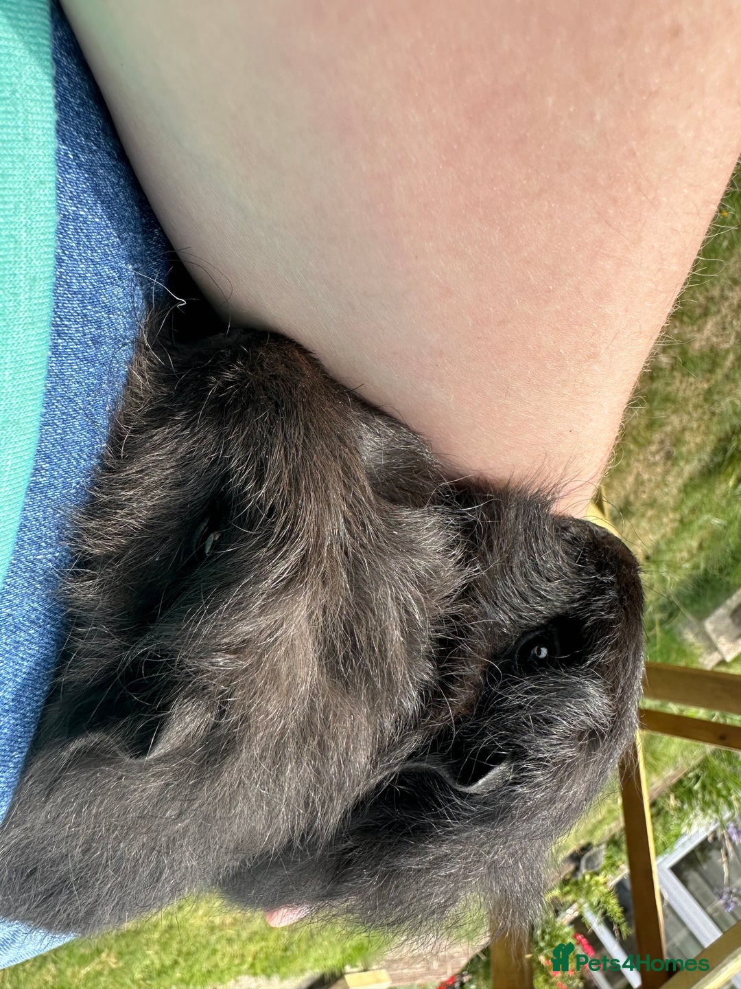 Guinea Pig rodents for sale: Handsome Swiss boars  - Image 5