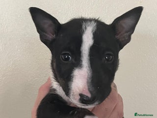 English Bull Terrier dogs - Advert 2