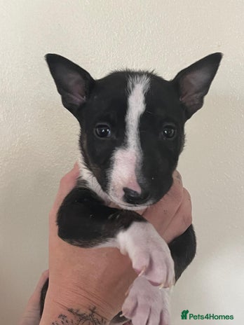 English Bull Terrier dogs - Advert 3