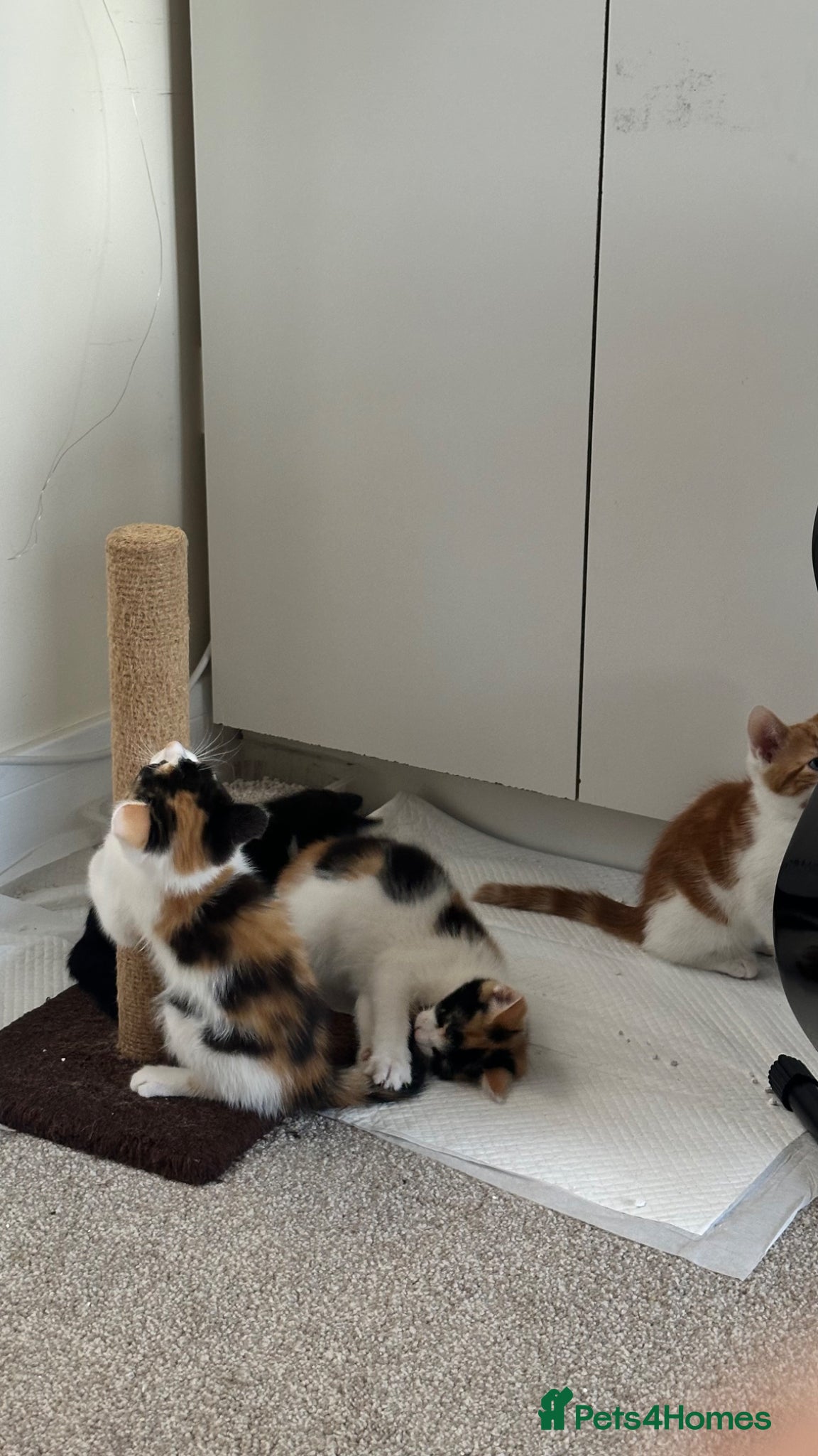 Mixed Breed cats Female kittens  - Advert 2