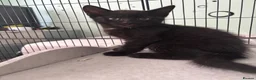 Mixed Breed cats for sale: Kittens  - Advert 5