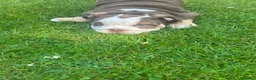 English Bulldog dogs for sale: Beautiful Chucky chocolate puppies  - Advert 9