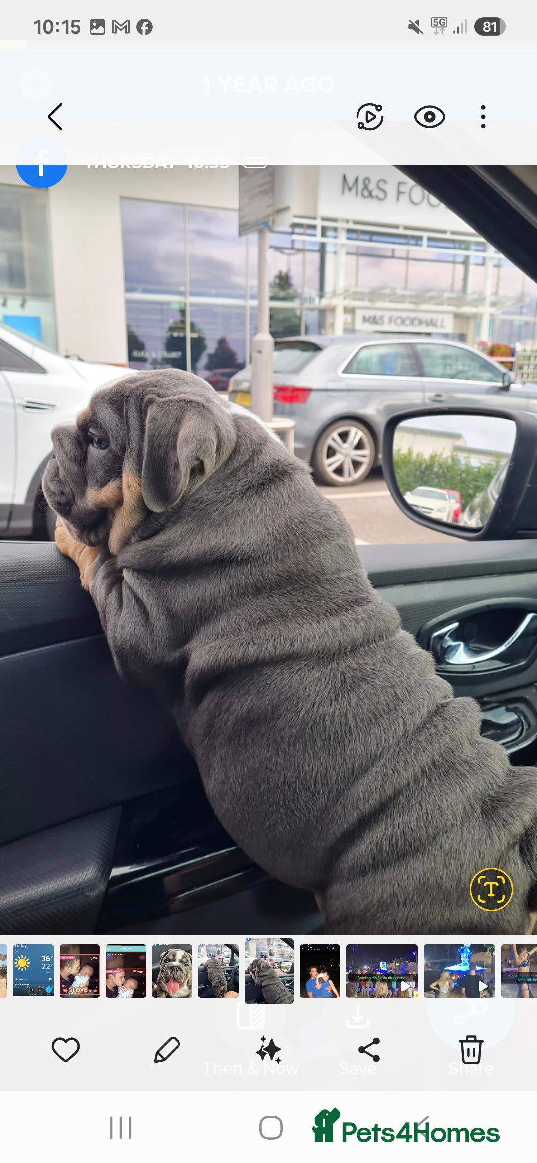 English Bulldog dogs for stud: For stud  - Image 4