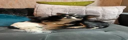 Chihuahua dogs for sale: KC LONG HAIRED CHIHUAHUA  - Advert 15
