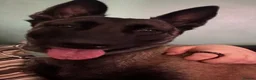 Belgian Shepherd Dog dogs for sale: Delta the dutchie  - Advert 3