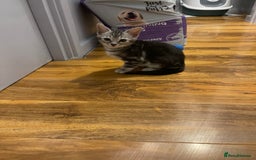 Bengal cats for sale: Silver charcoal bengals pets/queens/studs - Image 12