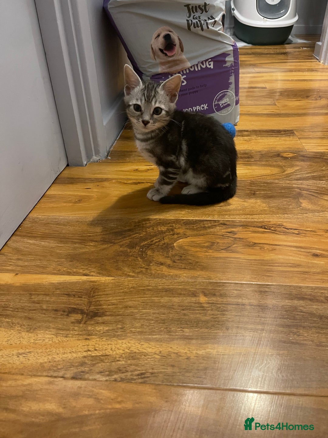 Bengal cats for sale: Silver charcoal bengals pets/queens/studs - Image 12