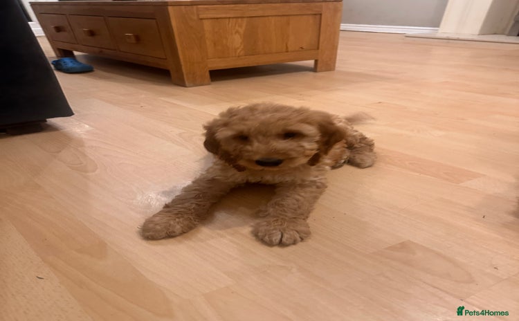 Irish Doodle dogs - Advert 1
