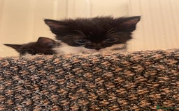 Mixed Breed cats for sale: Two beautiful kittens ready to leave - Image 7