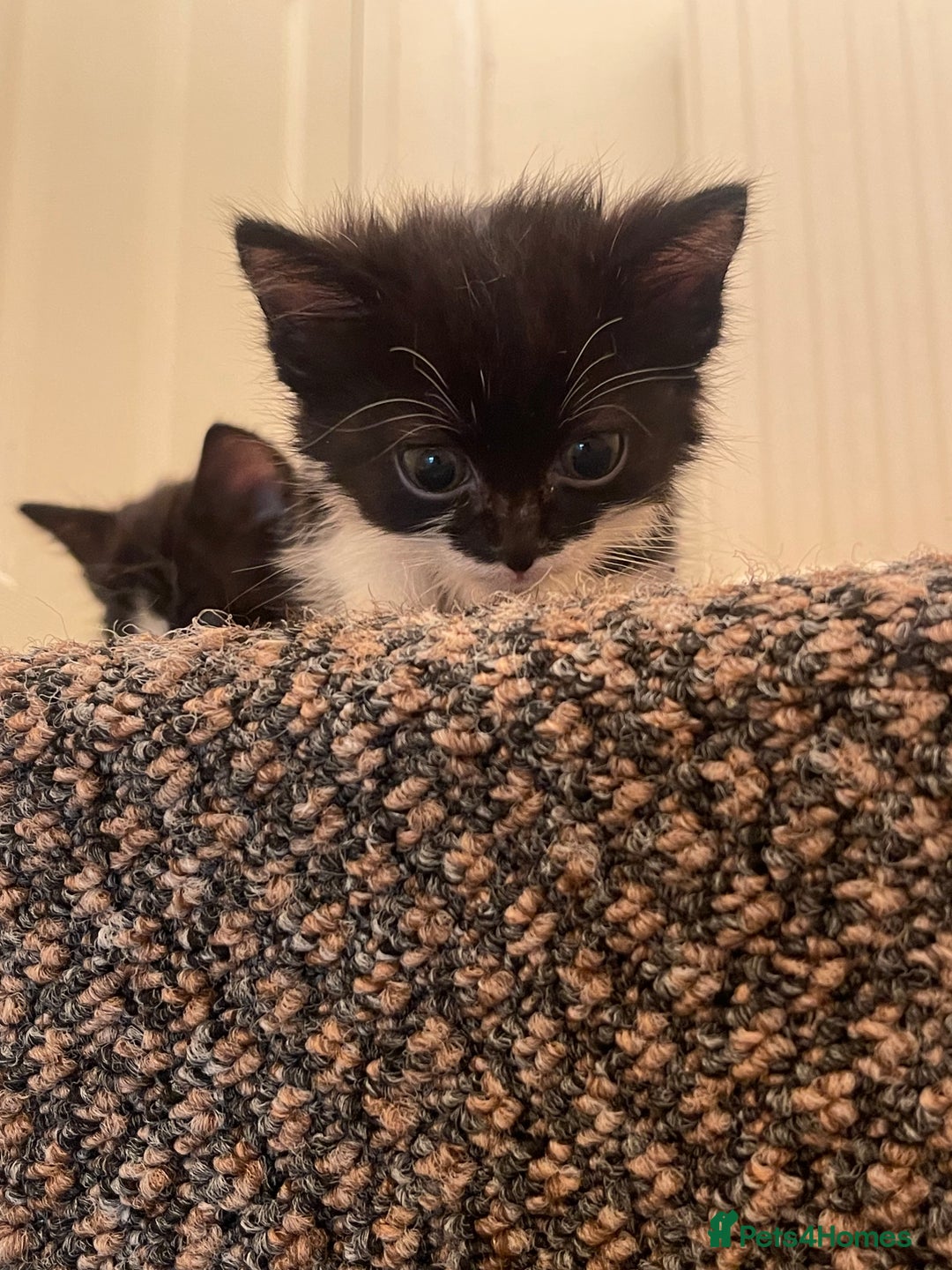 Mixed Breed cats for sale: Two beautiful kittens ready to leave - Image 7
