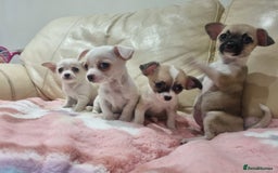 Chihuahua dogs for sale: Chihuahua puppies for sale  - Image 18