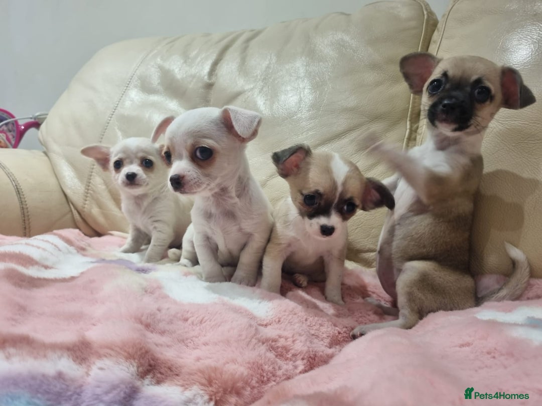 Chihuahua dogs for sale: Chihuahua puppies for sale  - Image 18