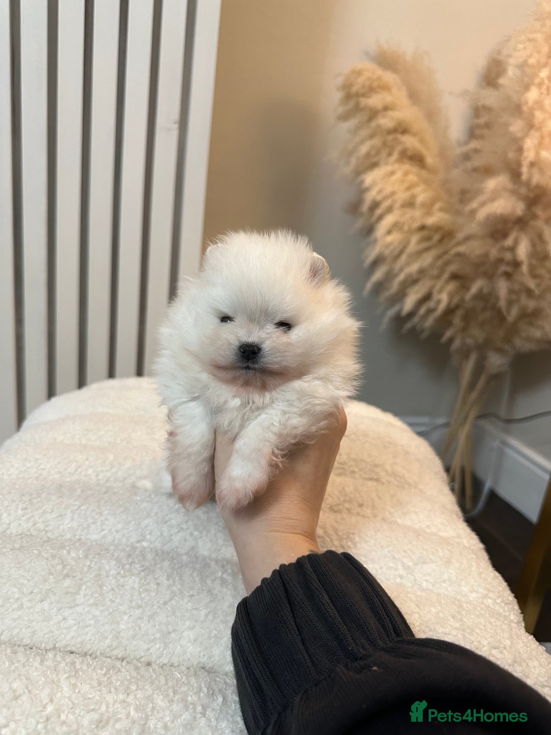 Pomeranian dogs for sale: Outstanding champion bloodline KC reg puppies  - Advert 22