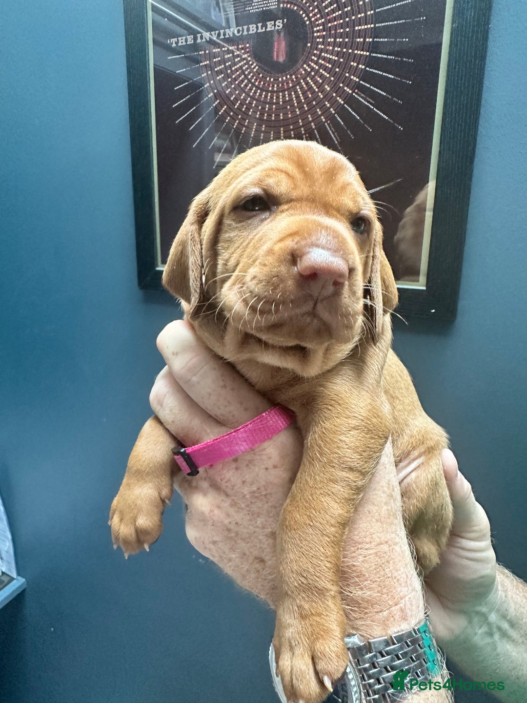 Hungarian Vizsla dogs for sale: 1CHUNKY DEEP RED HUNGARIAN VIZSLA GIRL PUPPY LEFT - Image 11