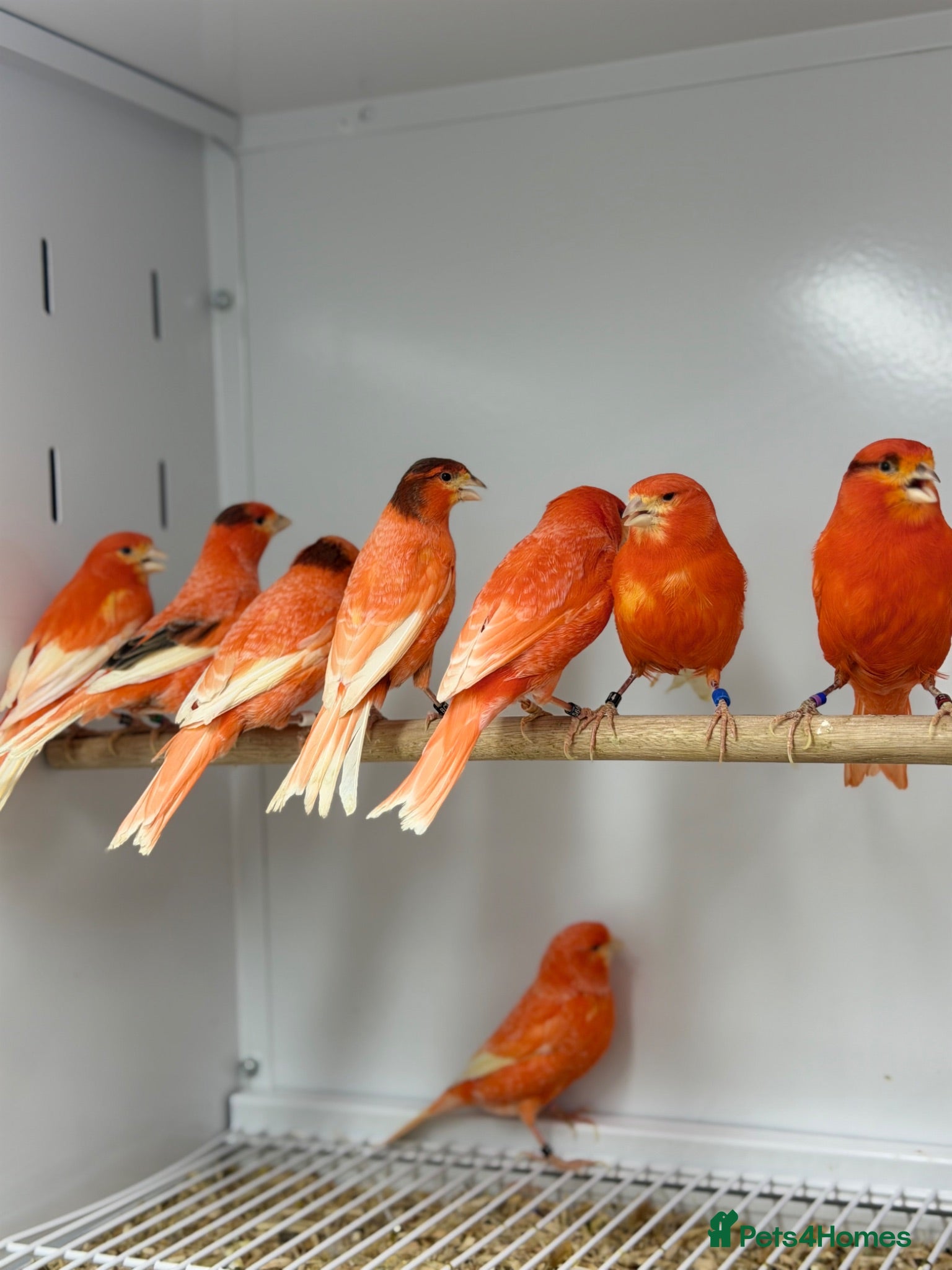 Canaries birds Red factor canaries  - Advert 1