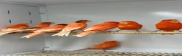 Canaries birds for sale: Red factor canaries  - Advert 1