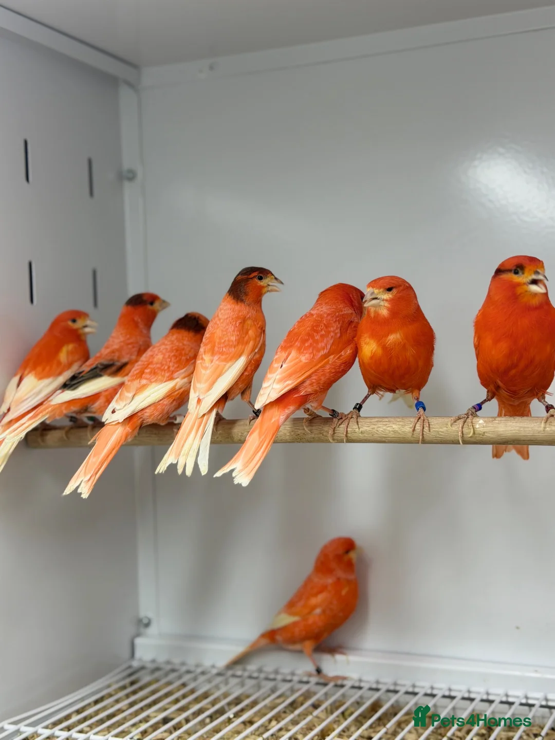 Canaries birds for sale: Red factor canaries  - Advert 1