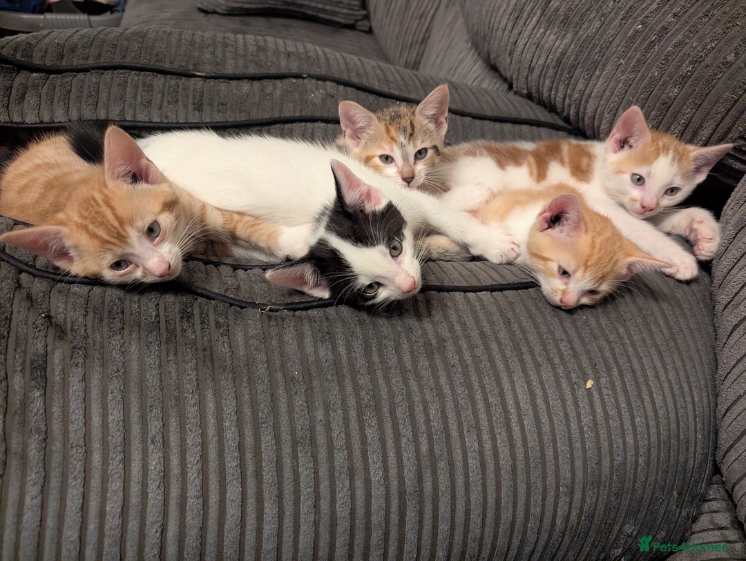 Mixed Breed cats for sale: 9 week old kittens - Image 5