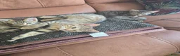 Domestic Shorthair cats for sale: 5 beautiful tabby kittens for Sale!!! - Advert 10