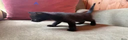 Mixed Breed cats for sale: Mixed Kittens for sale - Advert 5