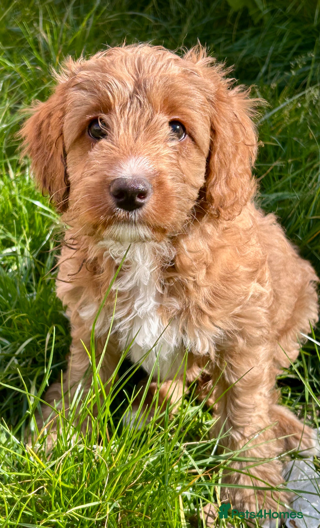 Mixed Breed dogs Tollerdoodle 2x Girls Available Now - Advert 6