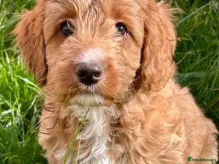 Mixed Breed dogs Tollerdoodle 2x Girls Available Now - Advert 6