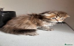 Scottish Fold cats for sale: 1 fold 2 straight Scottish darlings  - Image 2