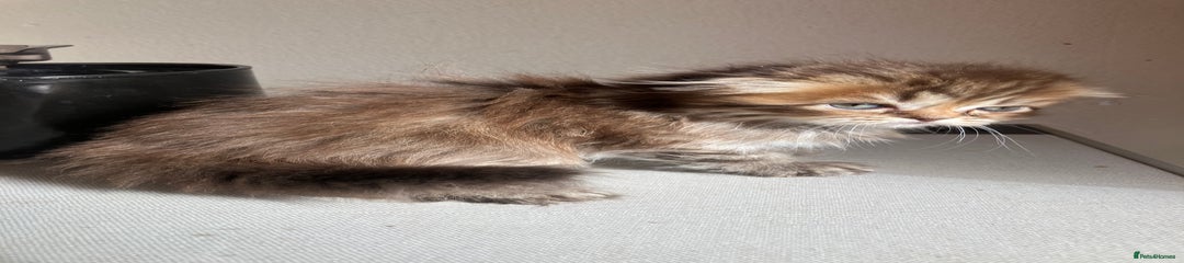 Scottish Fold Kitten 2