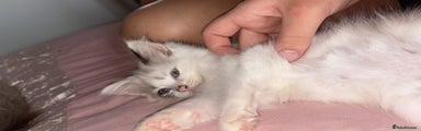 Ragdoll Kitten 1