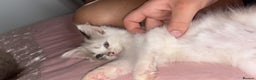 Ragdoll cats for sale: Rag doll kitten 🩷Dolly🩷 for sale  - Advert 3