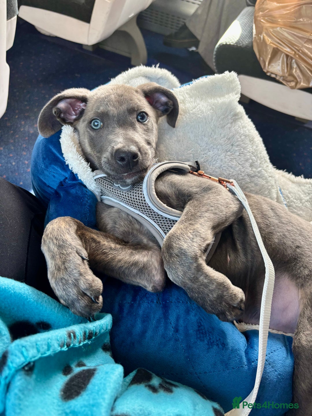 Lurcher dogs for sale: Blue eyed lurcher puppy - Image 2