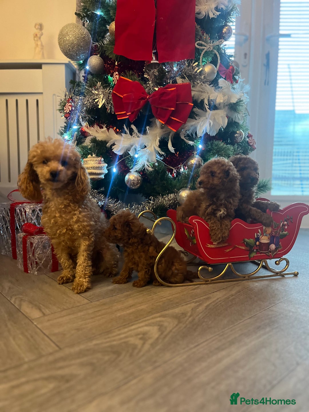 Toy Poodle dogs for sale: Kc Toy poodle male puppy ready to leave PRA CLEAR  - Advert 2