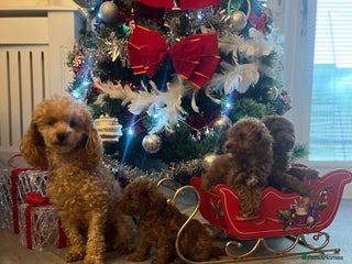 Toy Poodle dogs Toy poodle puppies ready to leave PRA CLEAR - Advert 18