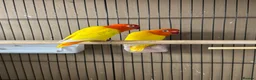 Lovebirds birds for sale: Lutino for sale - Advert 3