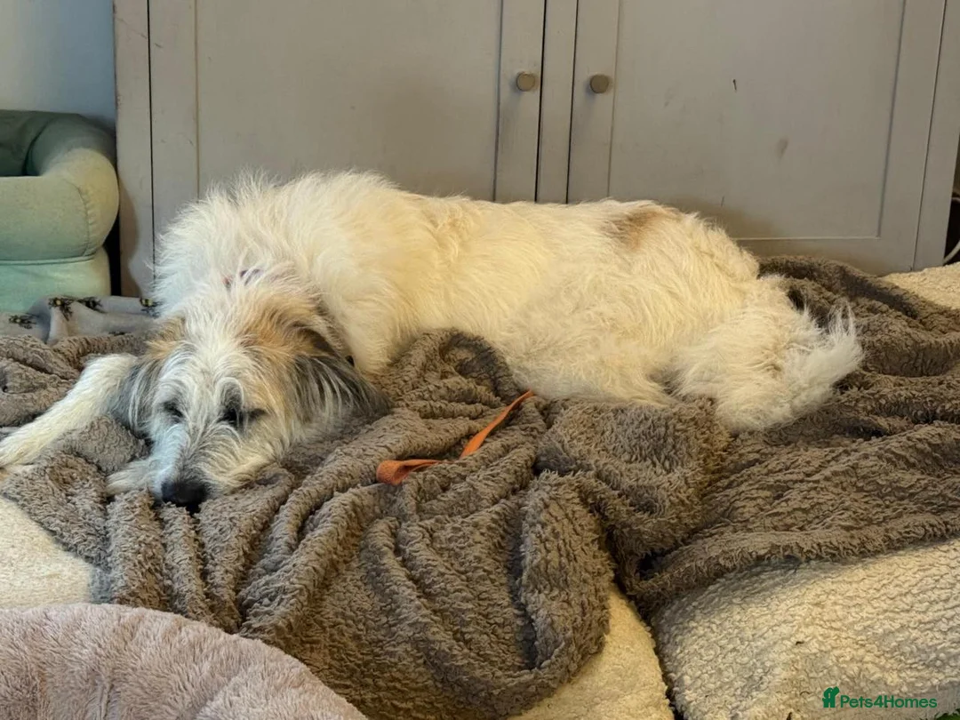 Mixed Breed dogs for adoption: KALLIE-17months, loves dogs/playful/active/rural - Advert 13