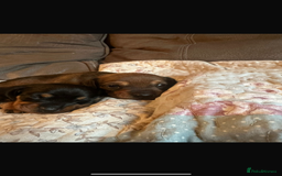 Dachshund dogs for sale: Dachshund puppies  - Image 4