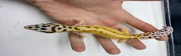Leopard Gecko reptiles for sale: Last few leopard gecko when they gone they gone !! - Advert 3